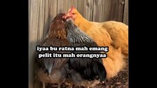 etdah... nih ayam ngegosipin tetangga pula😮‍💨