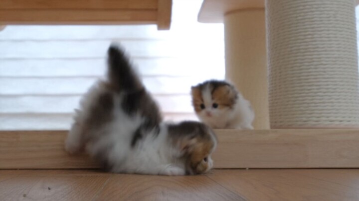 One bravely ventures onto the floor, while the other timidly hides on the high platform.