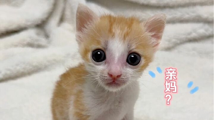 หลังจากห่างหายไปหลายเดือน ในที่สุดก็พบแม่แท้ๆ ของเสี่ยวปี๋กาแล้ว