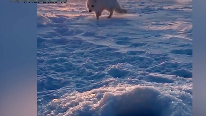 The little snow fox wants to steal the fish that the uncle just caught. His sneaky look is so cute!