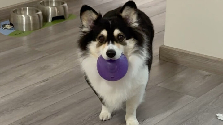 I think I’ve been set up by the puppy…