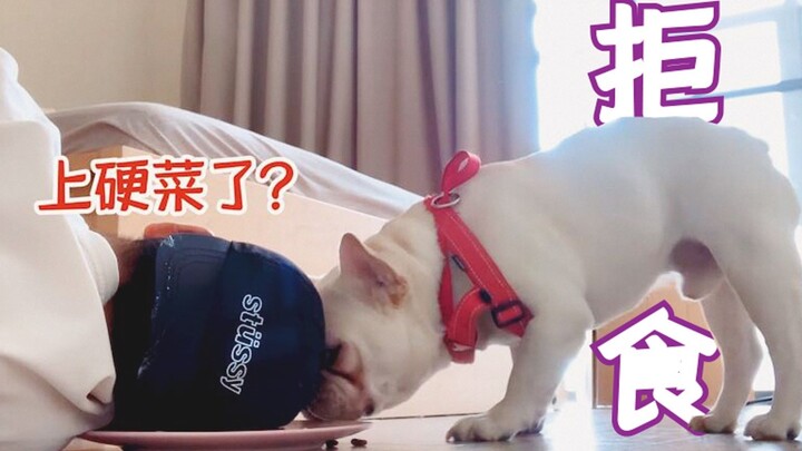 Apakah anjing akan mencuri makanan anjing saat pemiliknya tidak ada? Hasilnya sungguh tak terduga!