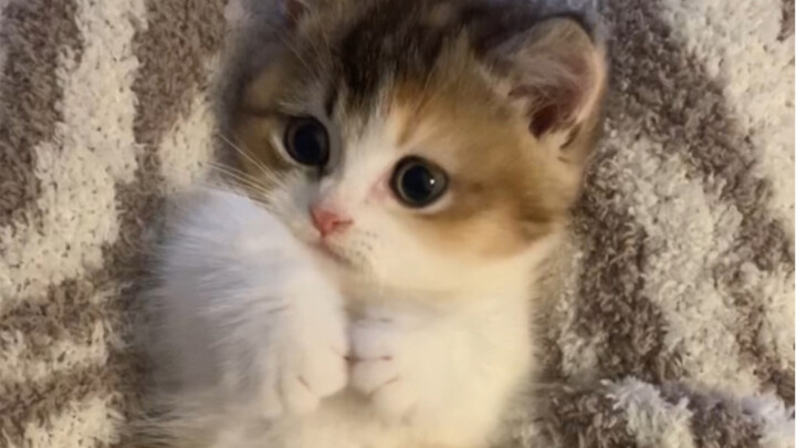 This plush toy really looks like a little kitten!