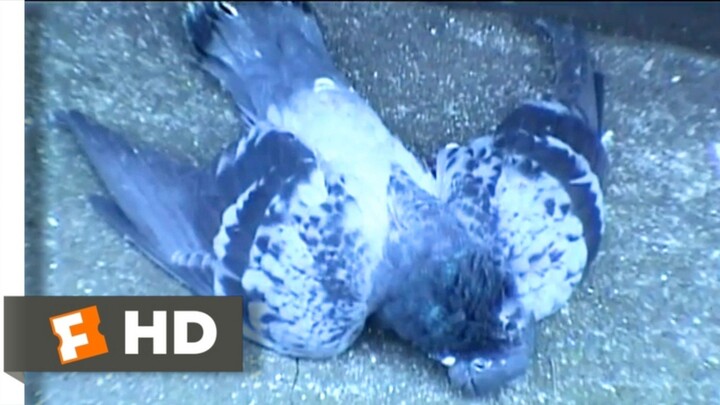 Noroi: The Curse (2005) - The Dead Pigeons Scene (6/10) | Movieclips