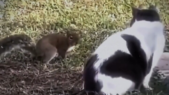 กระรอก: ไม่เอาน่า ใครเปลี่ยนสกิลเทเลพอร์ตของฉันเป็นคำดูถูกเนี่ย? ฉัน *&*%**#