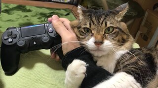 "I showed it to my cat, and it said it was photoshopped."