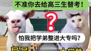 【猫meme】00后大学生四年智力变化