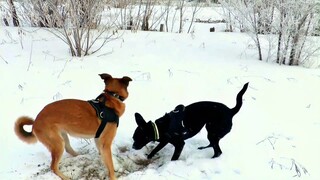 Con gì đây? CON CHÓ - CHÓ SỦA GÂU GÂU - DẠY BÉ NHẬN BIẾT CÁC CON VẬT - THIS IS DOG