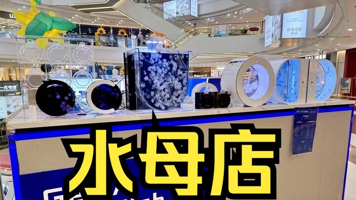 终于在上海开了家水母店啦！
