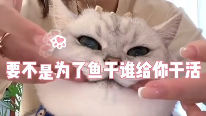 قطط تُجبر على العمل لكسب العيش