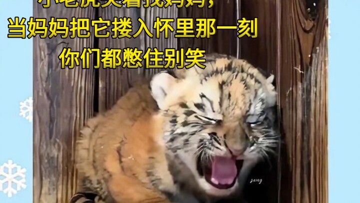 Hổ con khóc tìm mẹ, đến lúc mẹ ôm nó vào lòng, mọi người cố nhịn cười nhé!