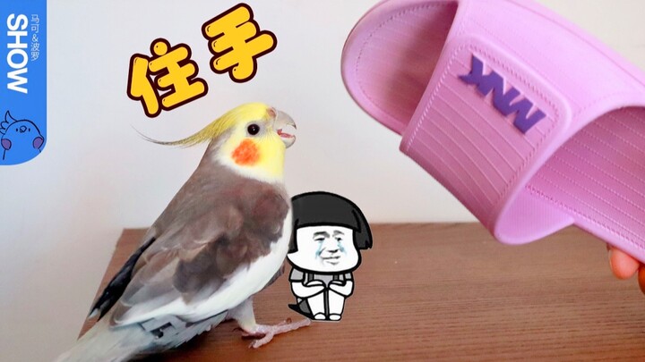 เมื่อเจ้าของถูกทำร้าย นกแก้วจะนิ่งดูดายหรือไม่? 【มาร์โค โปโลโชว์】