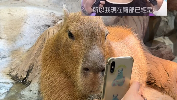 豚：顶汽水算什么