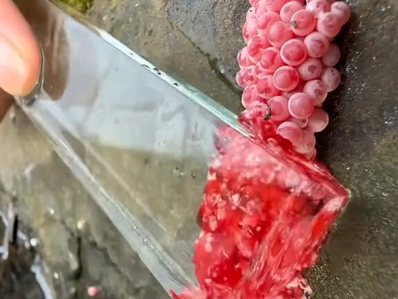 【Video Pelepas Stres Si Hutan Gendut】Video terbaru sudah tayang, ayo buruan nonton!