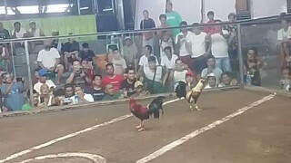 apat tari Ng talisayin vs isang tari Ang pula