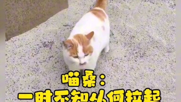 ในหมู่บ้านมีการเปิดใช้ห้องน้ำแมวแล้ว～