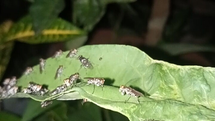 BINUHI nakung LANGAW guy's 😯