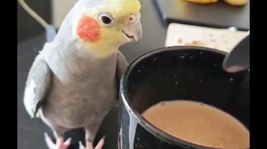 Parrots' ability to imitate