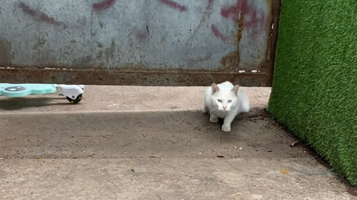 Cat language works wonders even through the door—little cats really do understand! Feels like just d