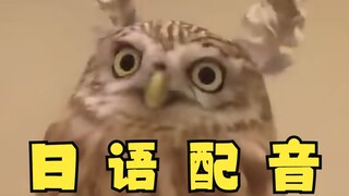 Strange Owl, but in Japanese