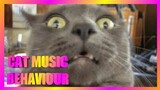 My Cat's behavior when hearing The Cat Music By David Teie