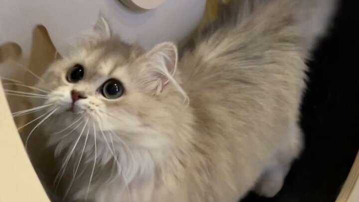 My cats have different personalities: one’s cautious, one’s lively, and one… not so smart.