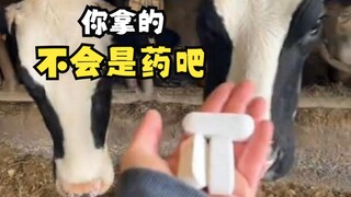 Gambar hewan yang tidak mau minum obat!