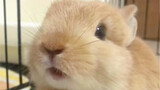 Have you ever seen a bunny sneeze?