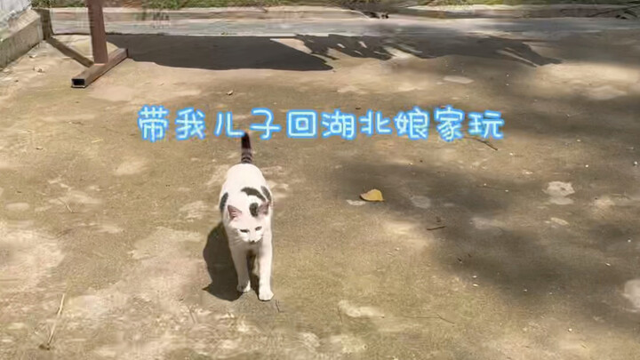 กลับบ้านที่หมู่บ้านได้ครึ่งเดือน แต่ก่อนจะกลับเฉิงตูเพียงสองวัน ก็ถูกแมวจรจัดลากไปอยู่เป็นเพื่อนตอนค