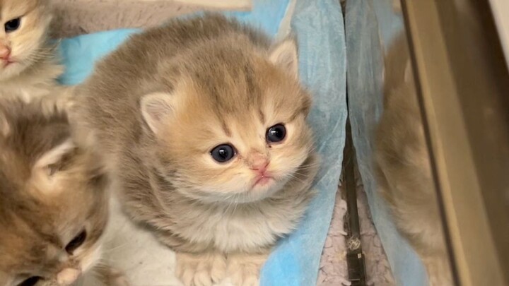 This gray mouse is seriously too cute!