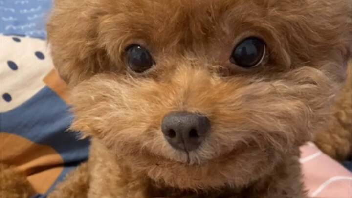 This little dog can laugh!