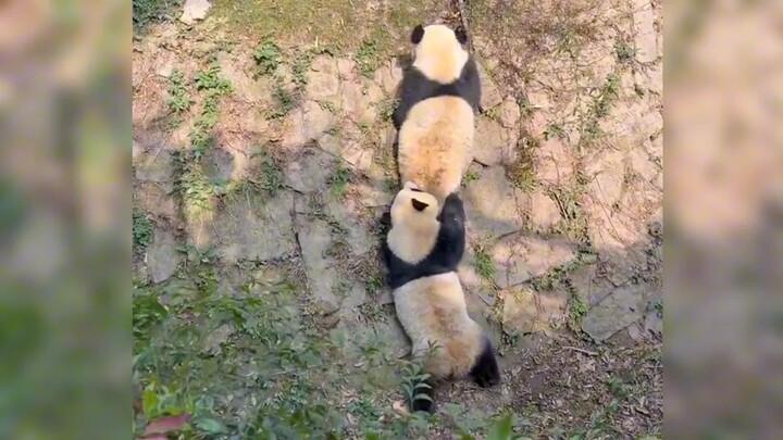 Some bears are a huge help; others just make things worse!