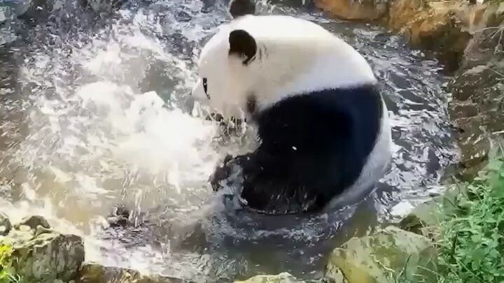 This is the cleanest panda I’ve ever seen! 😂