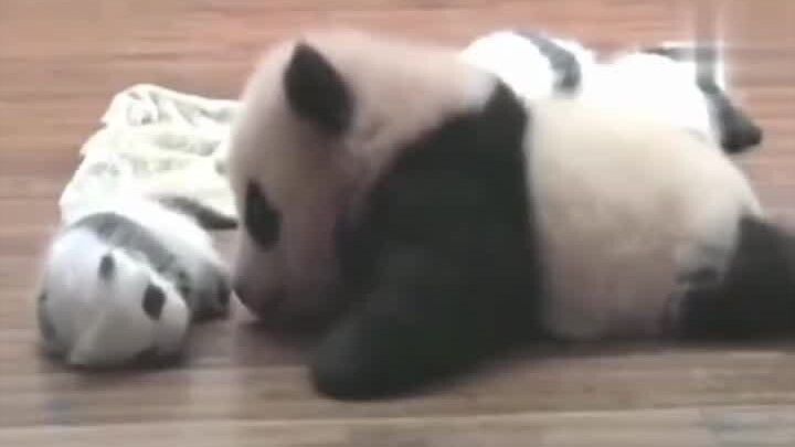 #เมื่อแพนด้าเจอกับแพนด้าแดง ลูกแพนด้าอย่างฉันก็อยากหอมแก้มน้องแพนด้าบีบีเหมือนกัน! #แพนด้ายักษ์ #แพน