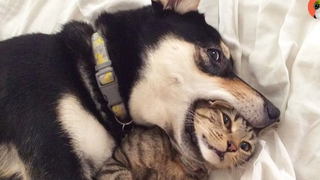 Dogs and Cats Funny Compilation 2021 Purr-fect