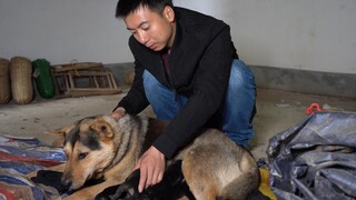 Huanong Brothers: The dog gave birth to 6 cute puppies, cooked some pork for them to eat