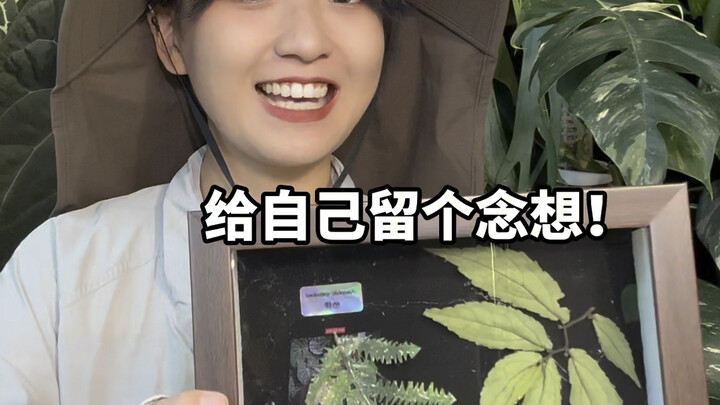 桫椤大峡谷历险记！把桫椤树叶“偷”回家！