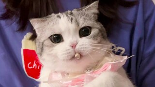I have two cute cats like this.