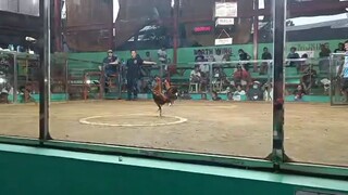 giba Ang magulang