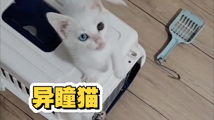 العمّ علّم الهرّة بعض المهارات البسيطة