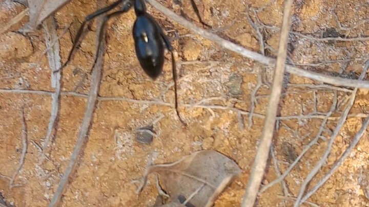 A formiga com a picada mais forte do mundo