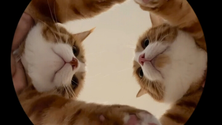 What’s underground in Antarctica? Cats?