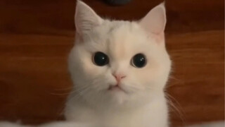 Could you buy me a cup of milk tea?