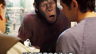 Khi loài khỉ đột sở hữu trí thông minh siêu phàm, con người không thể là đối thủ của chúng.