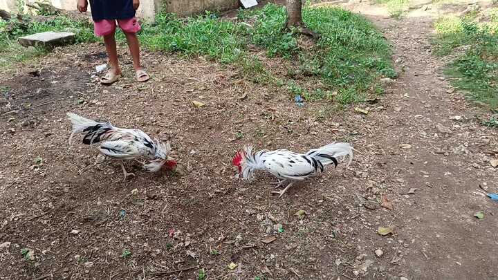 Leapy Whites @ 6 months.SPAR!!     JRP Gameyard