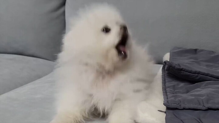 A Pomeranian dog who got very angry because of a joke.