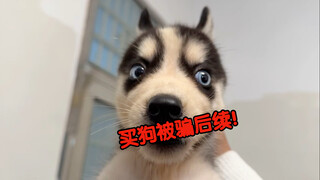 Kelanjutan kisah si Husky pincang: Awalnya ingin bersikap lunak, tapi kali ini benar-benar tak bisa 