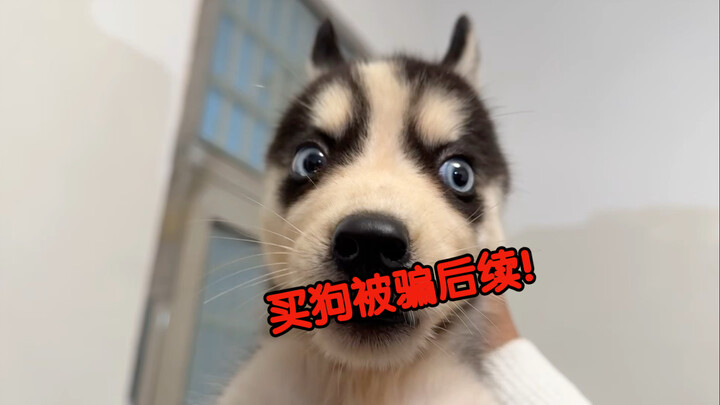 瘸腿二哈后续，本想着做人留一线，这次真的忍不了了！