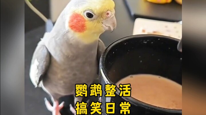 I was in a terrible mood until I saw this silly bird.