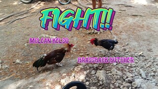 Mclean Kelso VS Brassback Butcher spar    JRP Gameyard